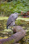 grey heron