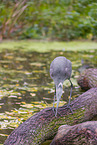 grey heron