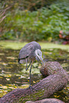 grey heron