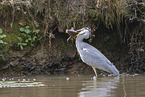 grey heron