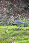 grey heron