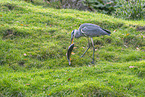 grey heron