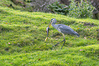 grey heron