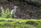 grey heron