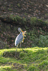 grey heron