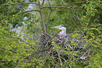 grey heron