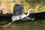 grey heron