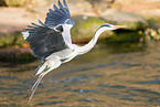 grey heron