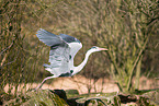 grey heron