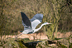 grey heron