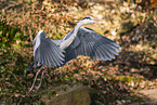 grey heron