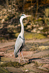grey heron