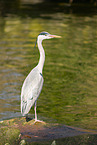 grey heron