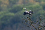 grey heron