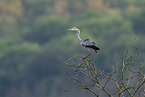 grey heron