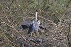 grey heron