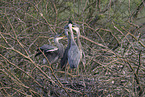 grey heron