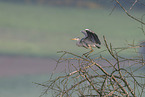 grey heron