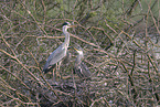 grey heron