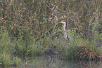 grey heron