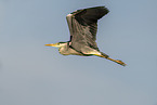 grey heron
