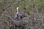 grey heron