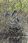 grey heron