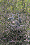 grey heron