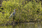 grey heron
