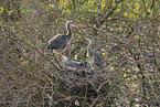grey heron