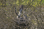 grey heron