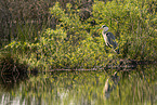 grey heron