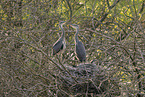 grey heron