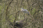 grey heron