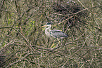 grey heron