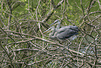 grey heron