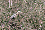 grey heron