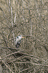 grey heron