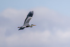 grey heron