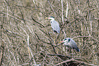 grey heron