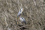 grey heron