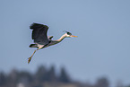 grey heron