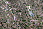grey heron