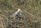 grey heron