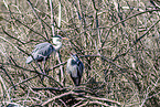 grey heron