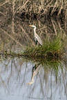 grey heron