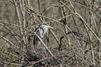 grey heron