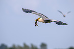 Grey heron with goosander chick