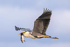 Grey heron with goosander chick