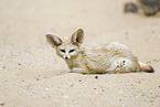 Fennec